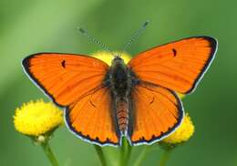 Image of Lycaena dispar rutilus (Werneburg 1864)