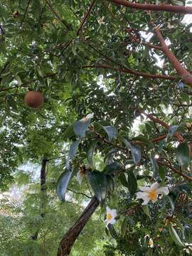 Image of Crapnell's Camellia