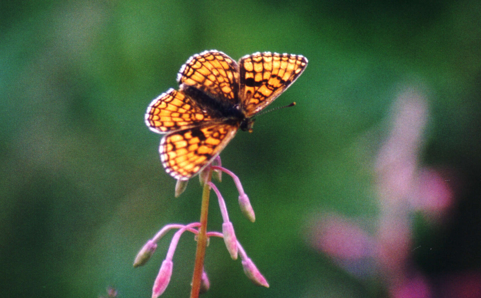 Image of Melitaea athalia