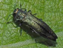 صورة Agrilus viridis (Linnaeus 1758)