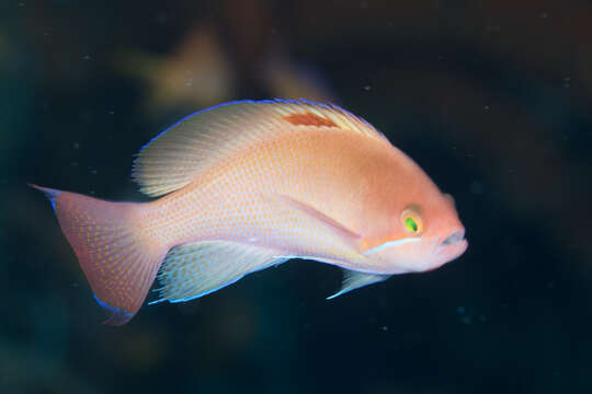 Image of Stocky anthias