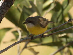 Image of White-throated Gerygone