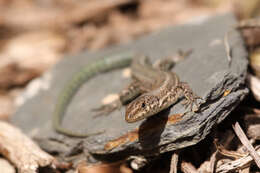 Image of Podarcis guadarramae lusitanicus Geniez et al. 2014