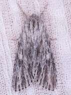 Acronicta lithospila Grote 1874的圖片