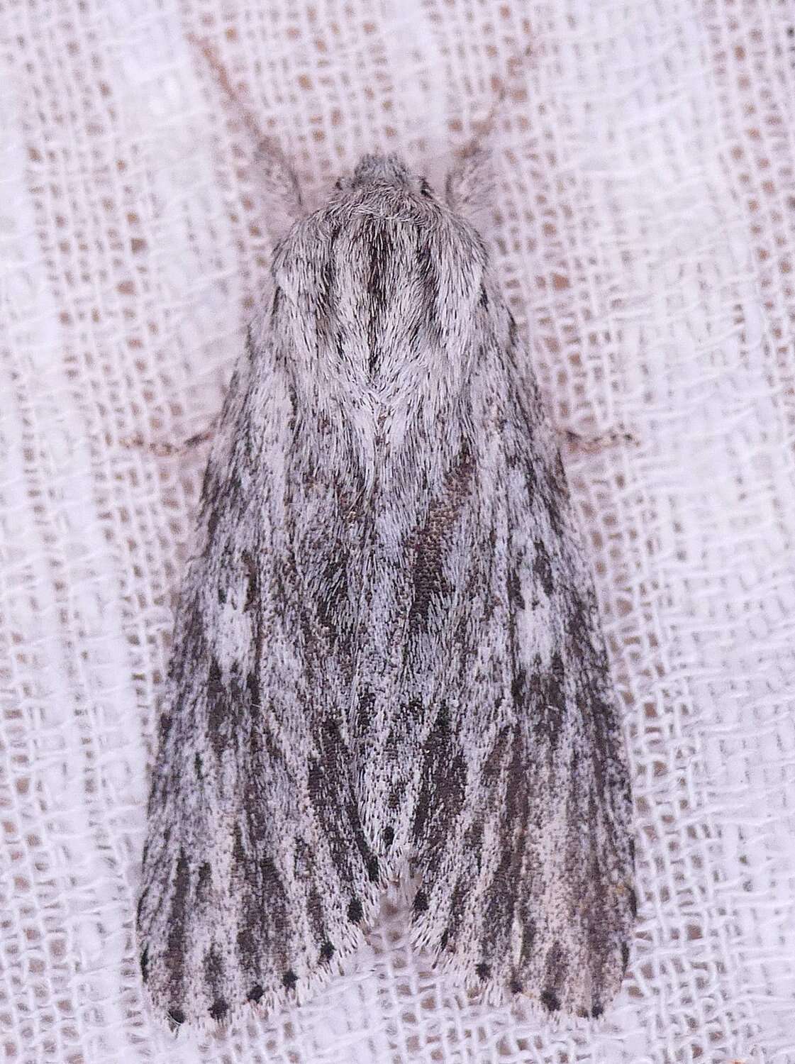 Слика од Acronicta lithospila Grote 1874