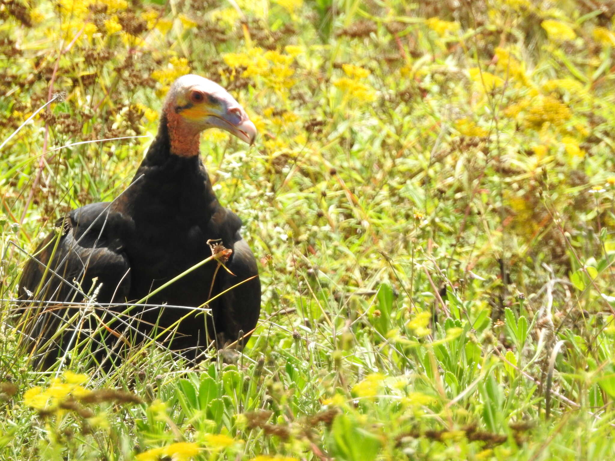 Image of Lesser Yellow-headed Vulture