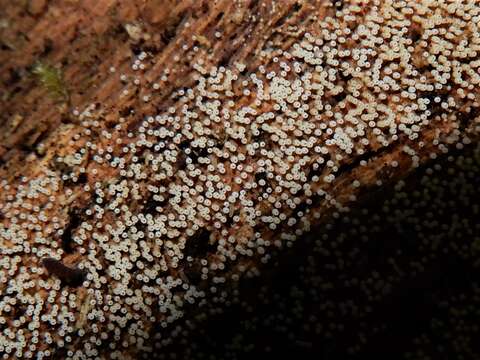 Image of Henningsomyces candidus (Pers.) Kuntze 1898