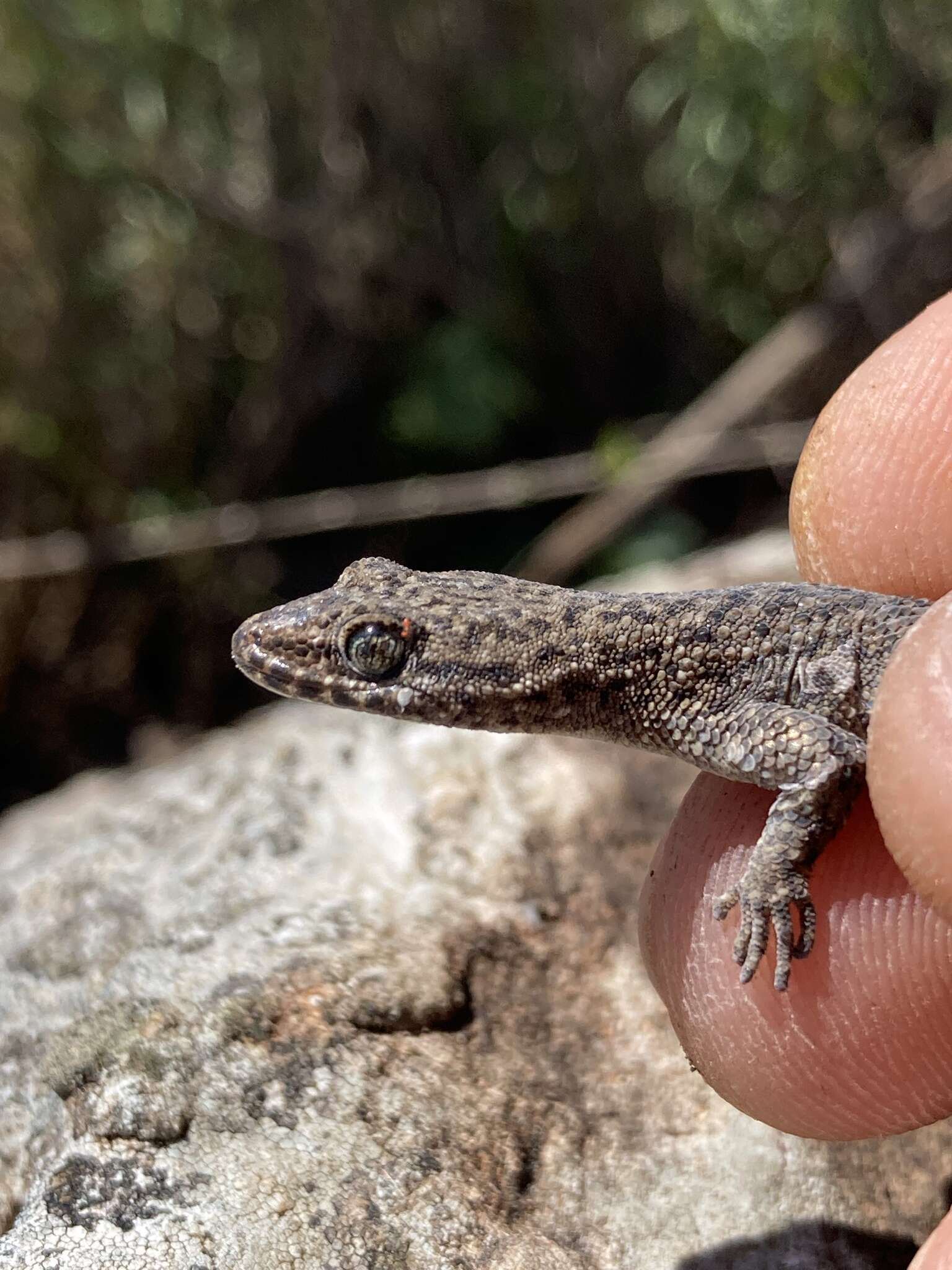 Homonota uruguayensis (Vaz-ferreira & Sierra De Soriano 1961)的圖片