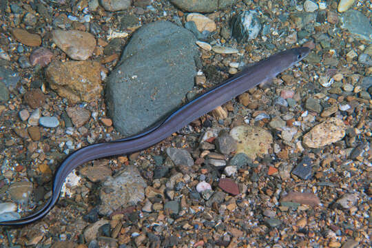 Image of Conger Eel