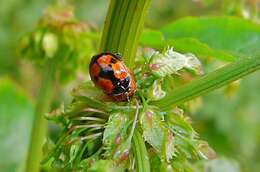 Image of twospotted lady beetle