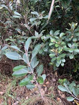 Image of yellow-boxwood