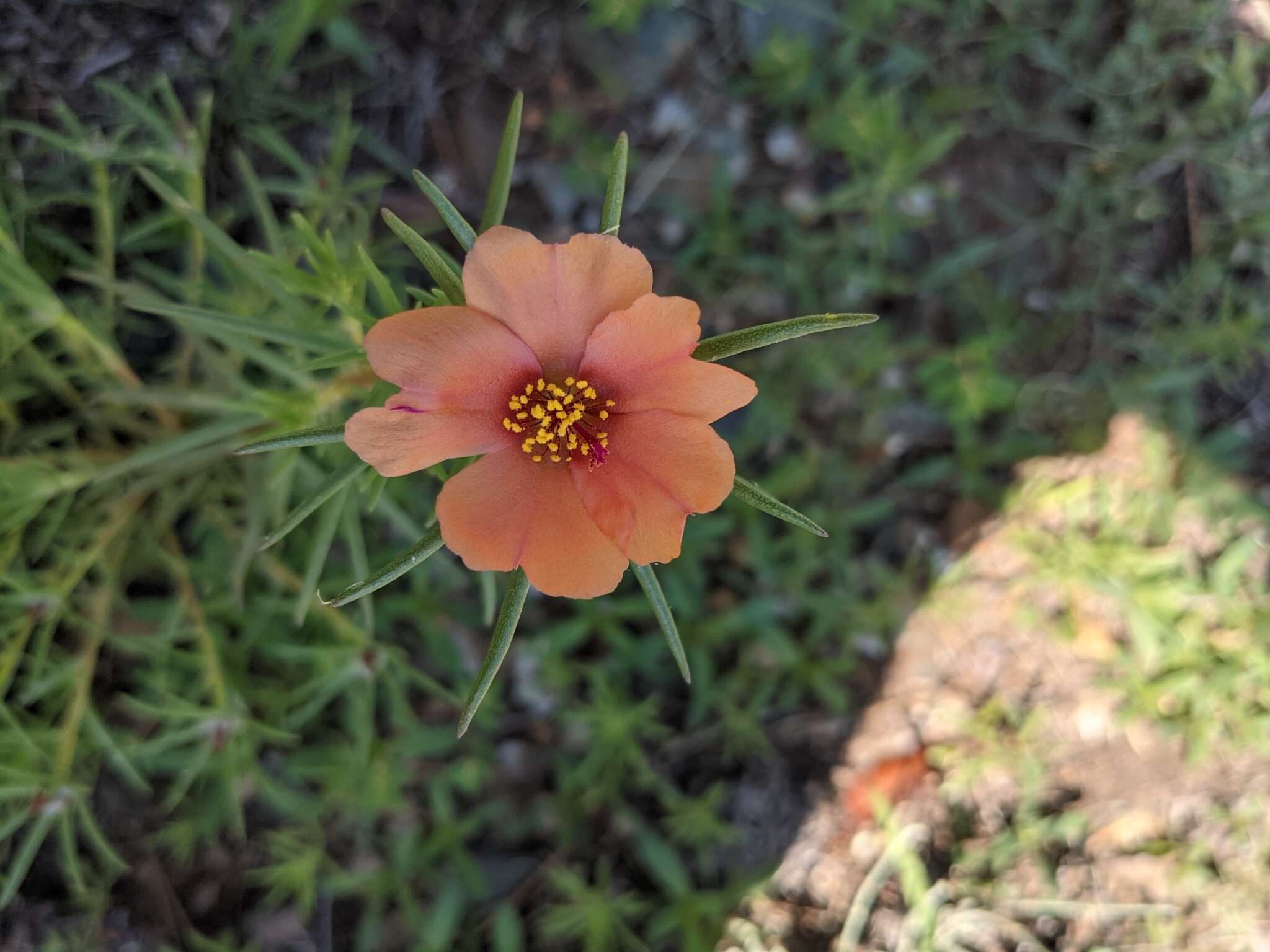 Image of shrubby purslane