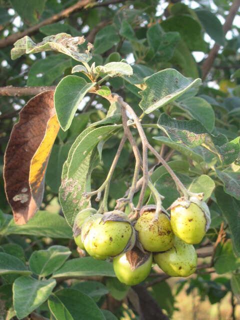 Image de Cordia boissieri A. DC.