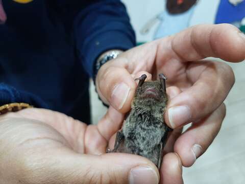 Image de Pipistrellus abramus (Temminck 1838)