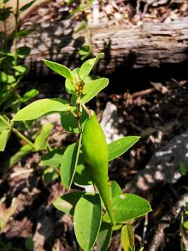 Image of Diplolepis nummulariifolia (Hook. & Arn.) Liede & Rapini