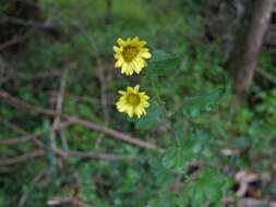 Sivun Chrysanthemum morifolium Ramat. kuva