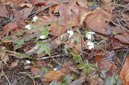 Image of sharplobe hepatica