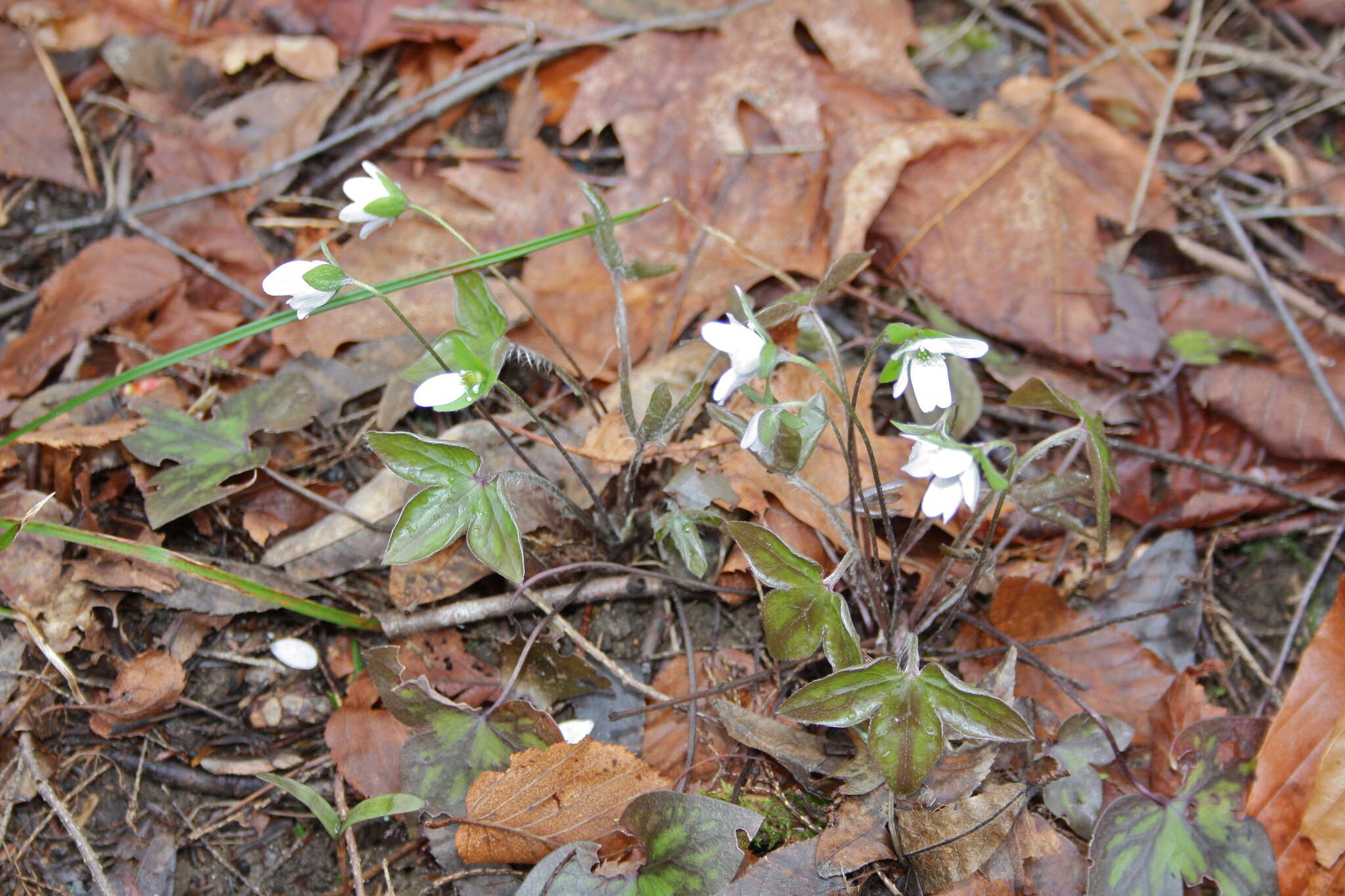 Sivun Hepatica nobilis var. acuta (Pursh) Steyermark kuva