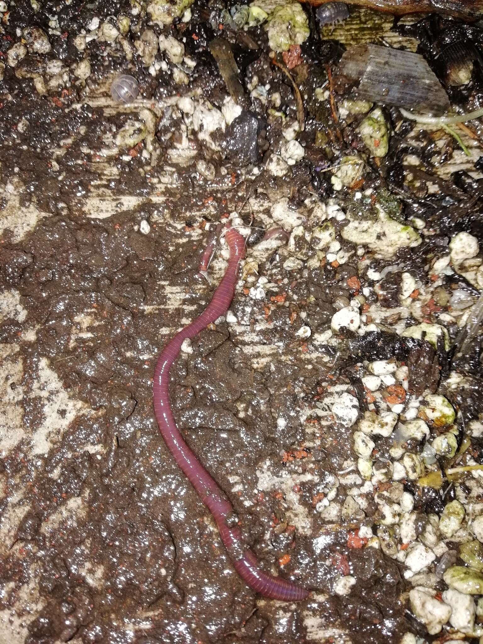 Image of Red wiggler, manure worm, soilution worm, brandling worm, english redworm