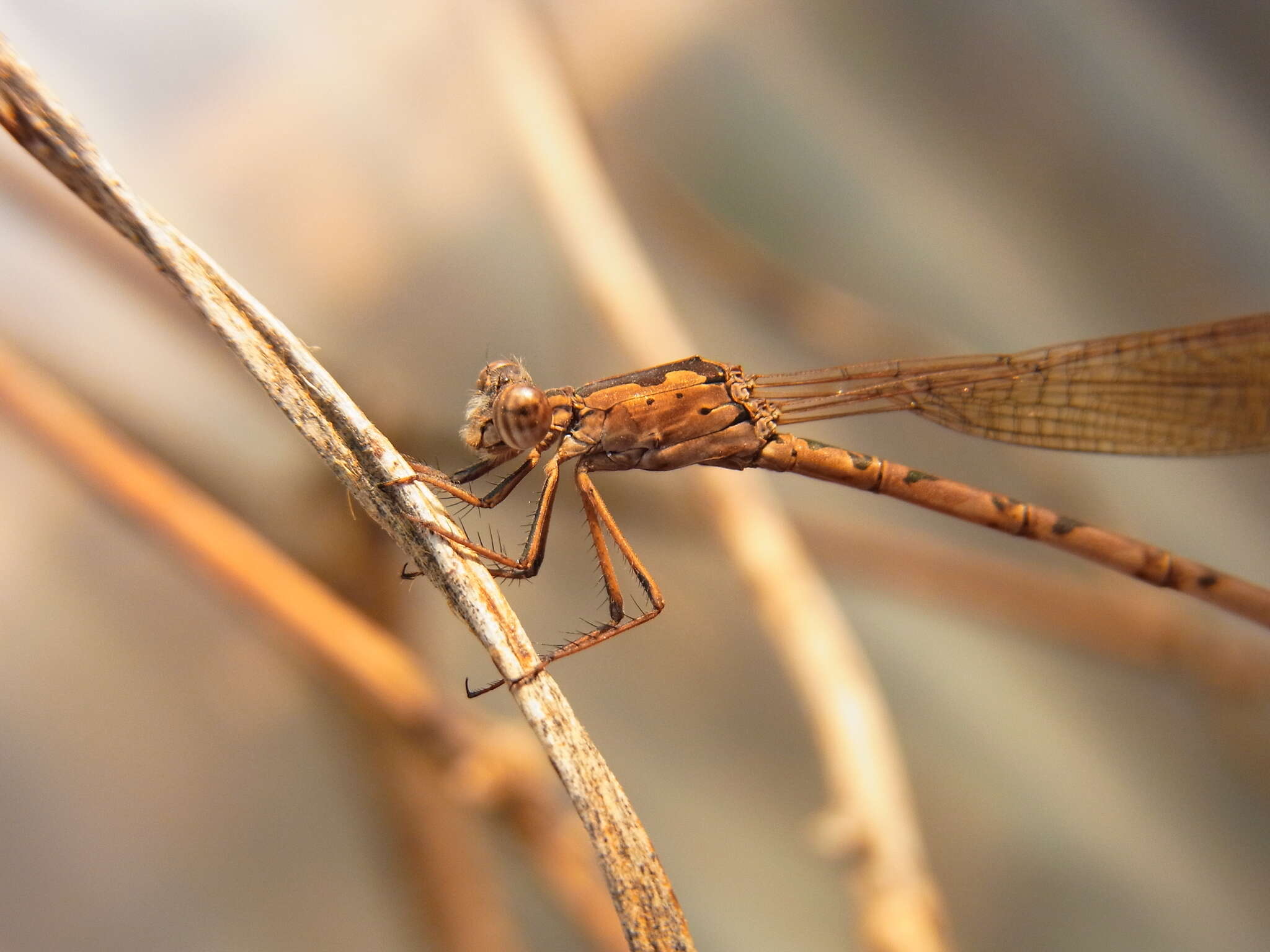 Image of Indolestes peregrinus (Ris 1916)