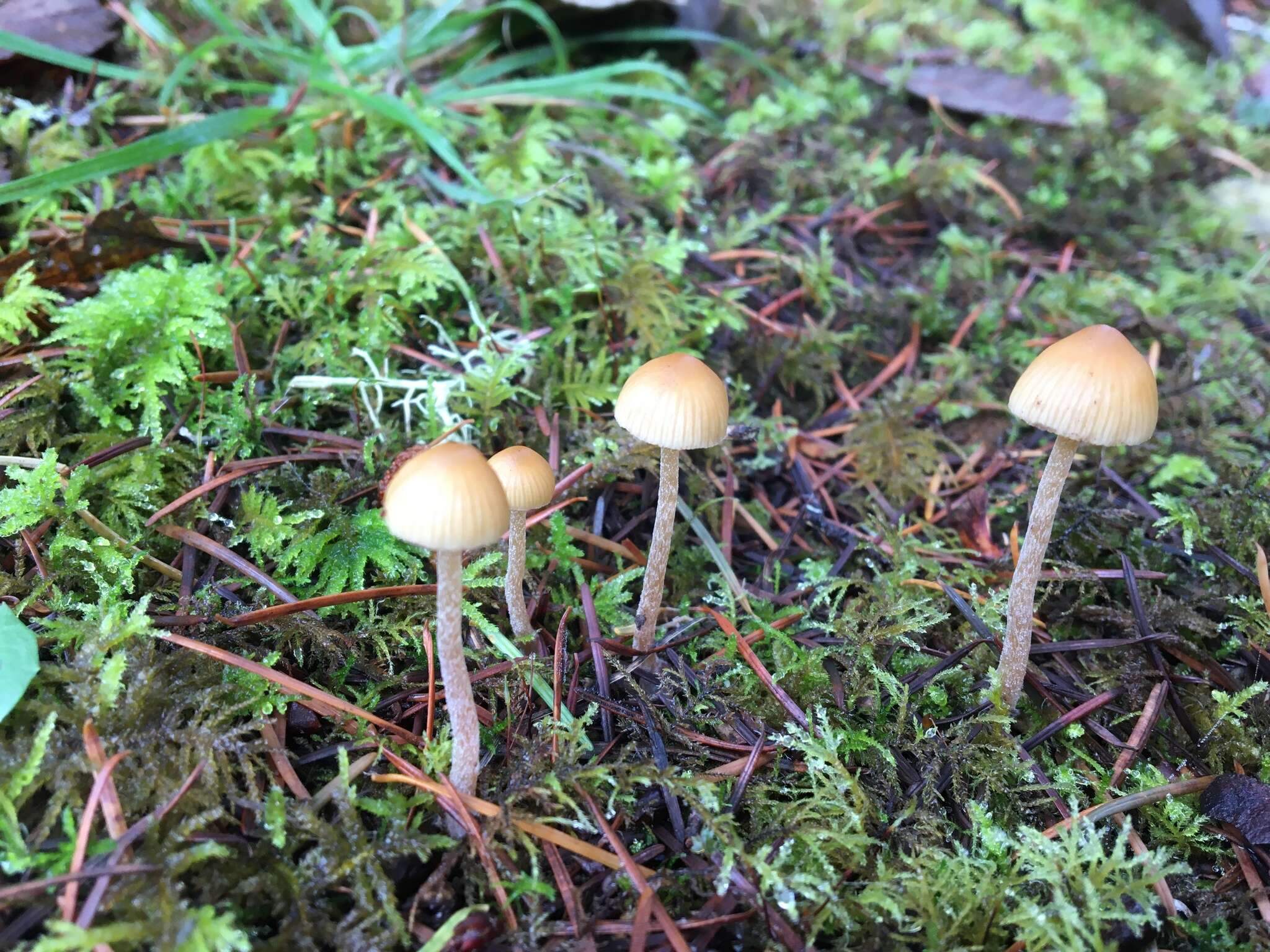 Image of Galerina semilanceata (Peck) A. H. Sm. & Singer 1964