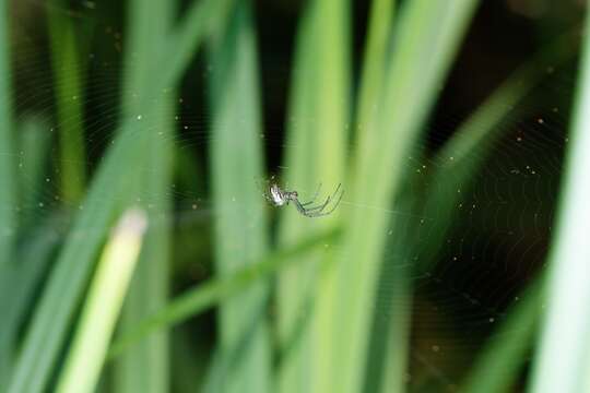 Image of Silver orb spider