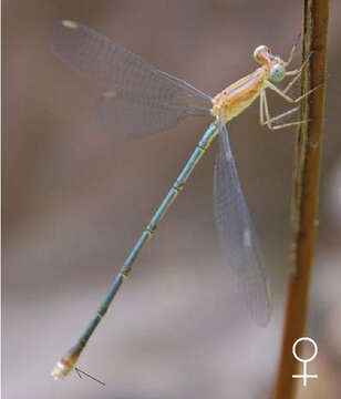 Image of Lestes viridulus Rambur 1842