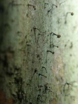 Image of needle lichen