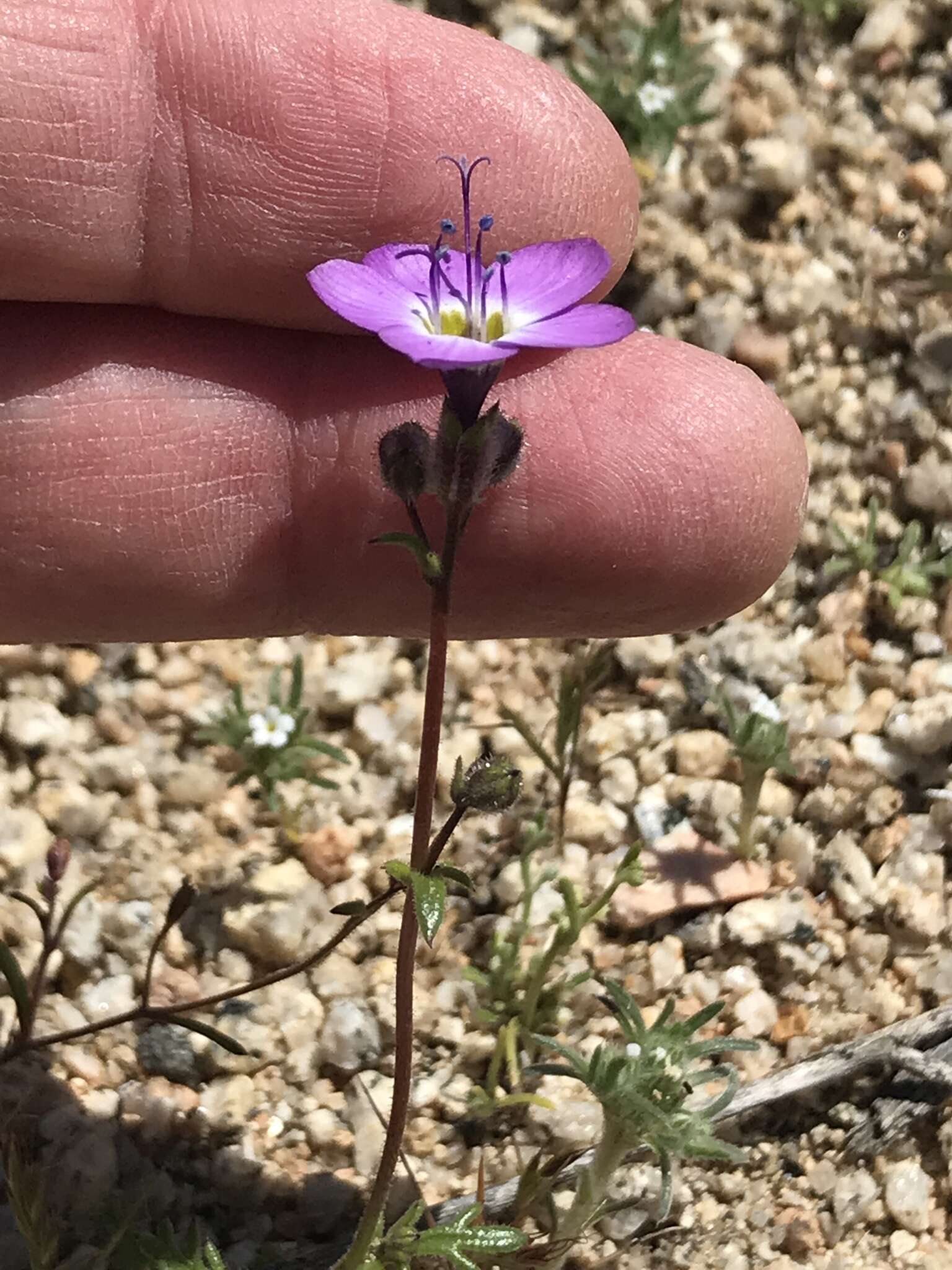 Image of Nevada gilia