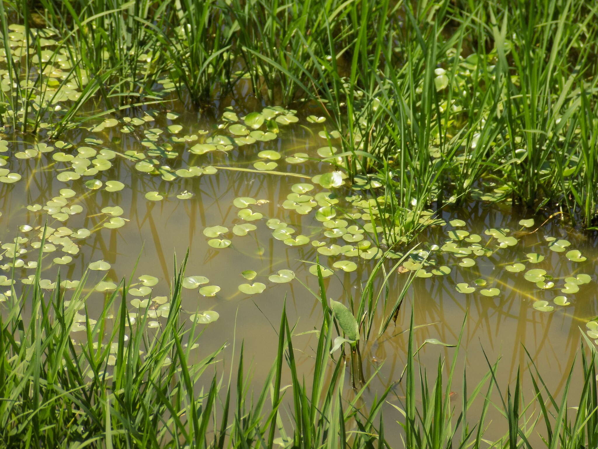 Image of kidneyleaf mudplantain