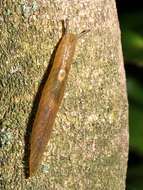 Image of Leaf-veined slug