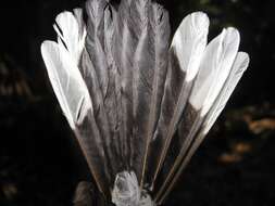 Image of Spotted Fantail