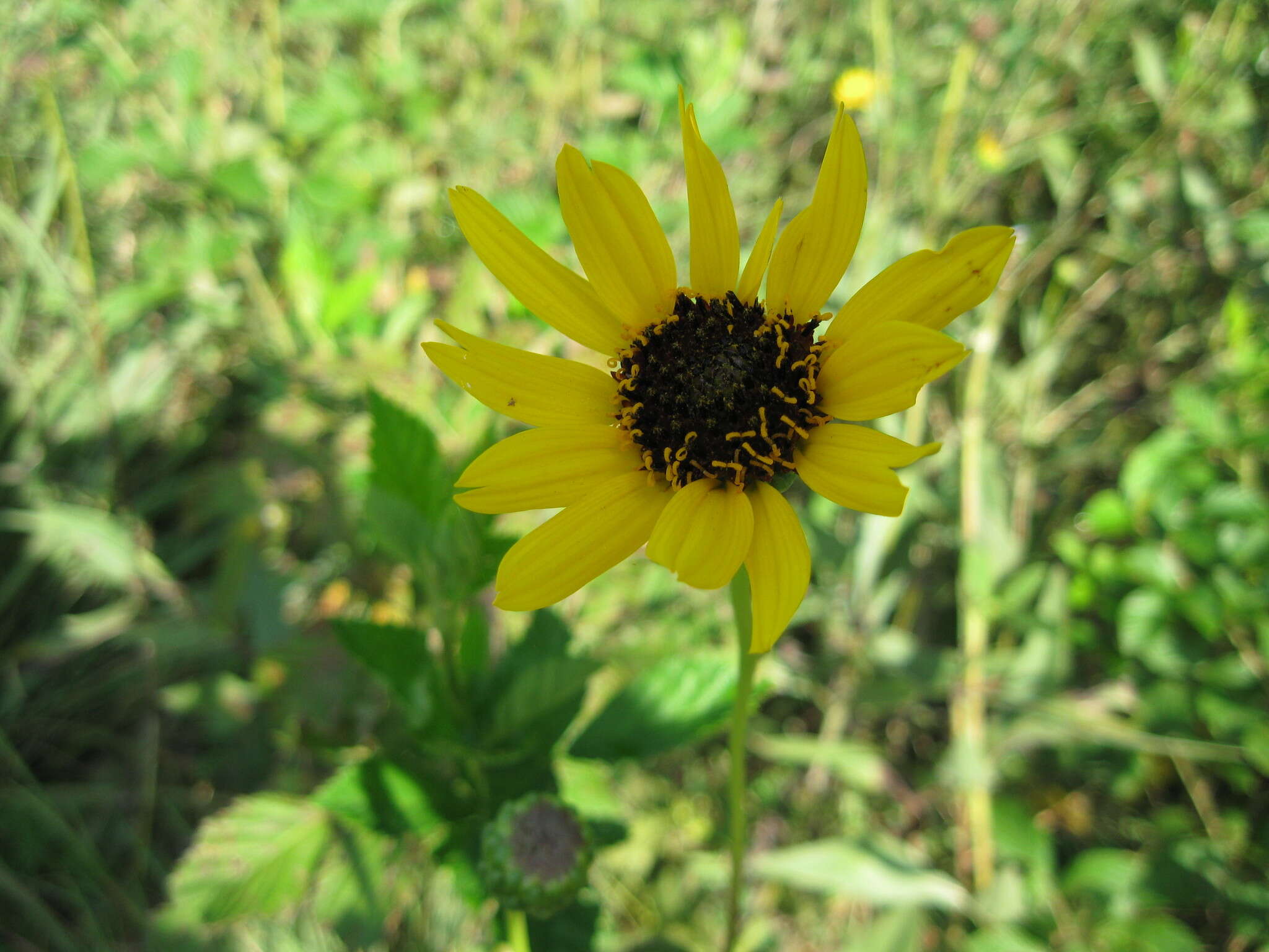 Image of stiff sunflower