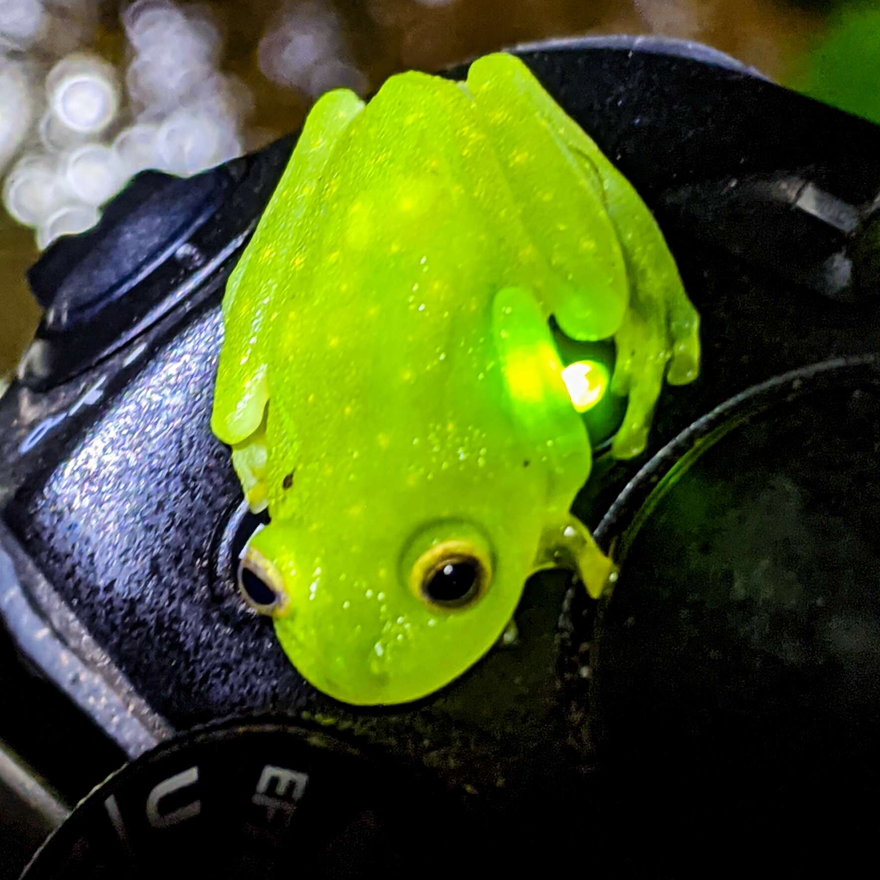 Image of Fleischmann's Glass Frog