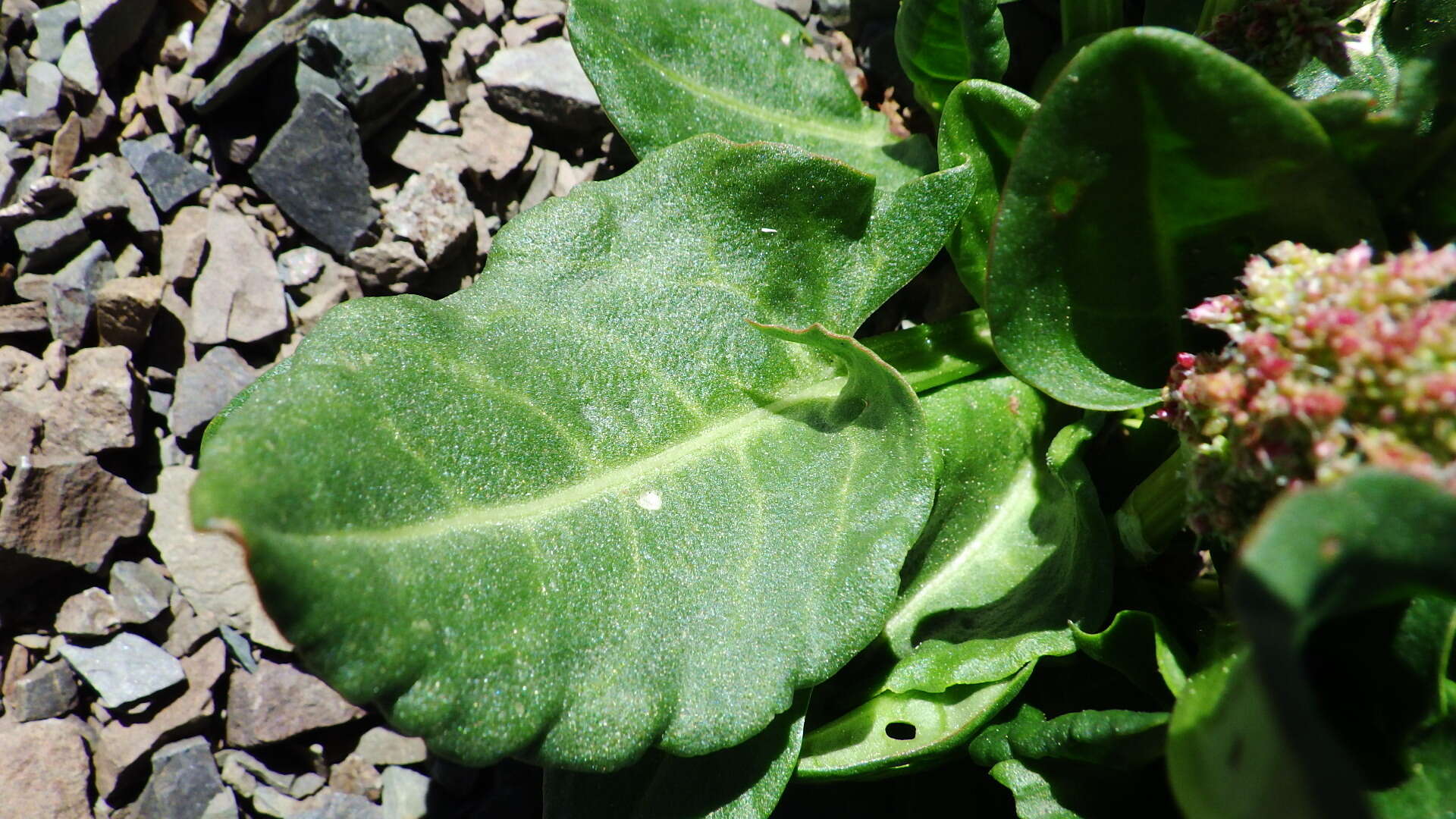 Image of Lapland Sorrel