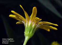 Image of spearleaf arnica