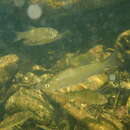 Image of Catalan chub