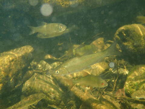 Plancia ëd Squalius laietanus Doadrio, Kottelat & de Sostoa 2007