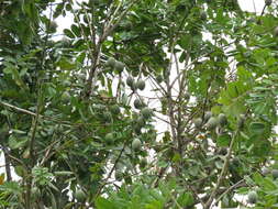 Andira galeottiana Standl.的圖片