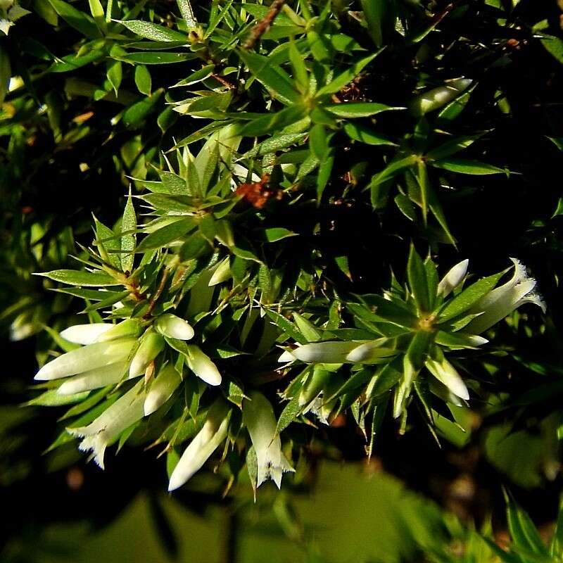 Image of Styphelia sieberi