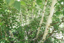 Image of Betula pubescens var. litwinowii (Doluch.) Ashburner & McAll.