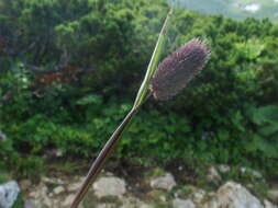 Image of Phleum alpinum subsp. rhaeticum Humphries