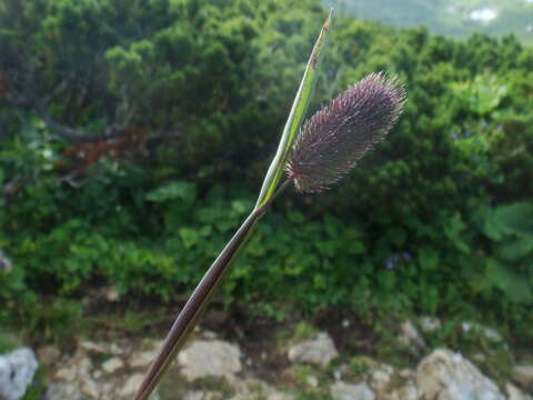 Image of Phleum alpinum subsp. rhaeticum Humphries