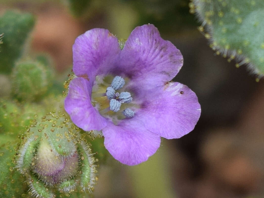 Image of blacktack phacelia