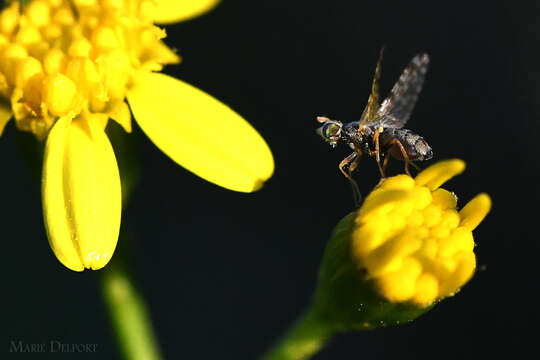 Image of <i>Campiglossa genus</i>