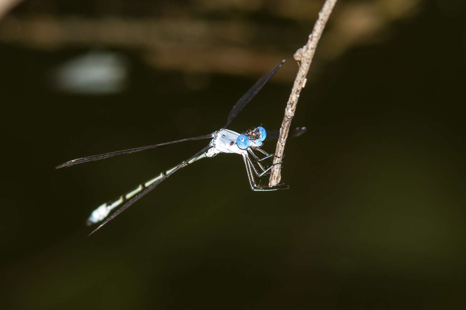 Sivun Lestes sigma Calvert 1901 kuva