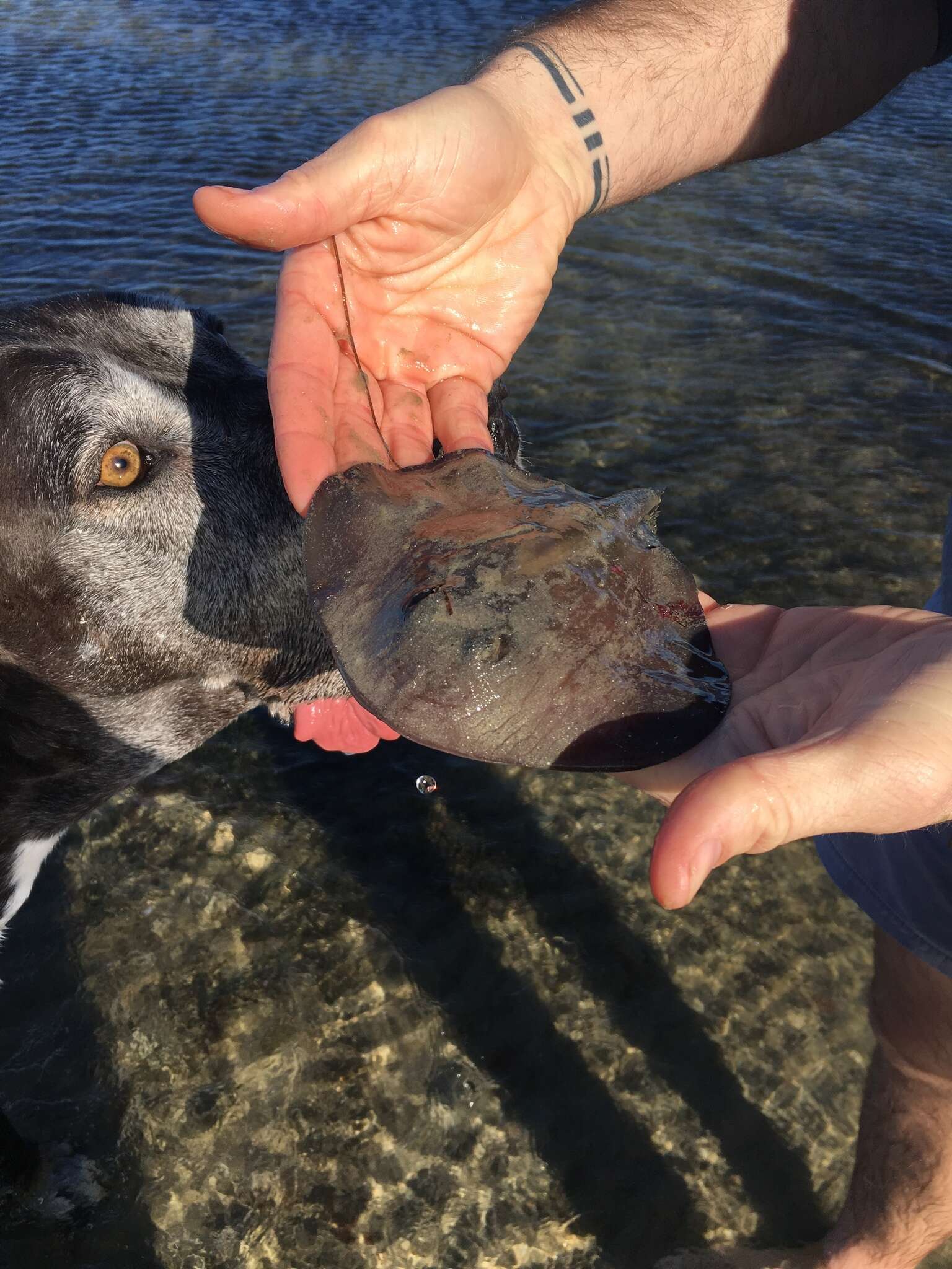 Image of Eastern Shovelnose Stingaree