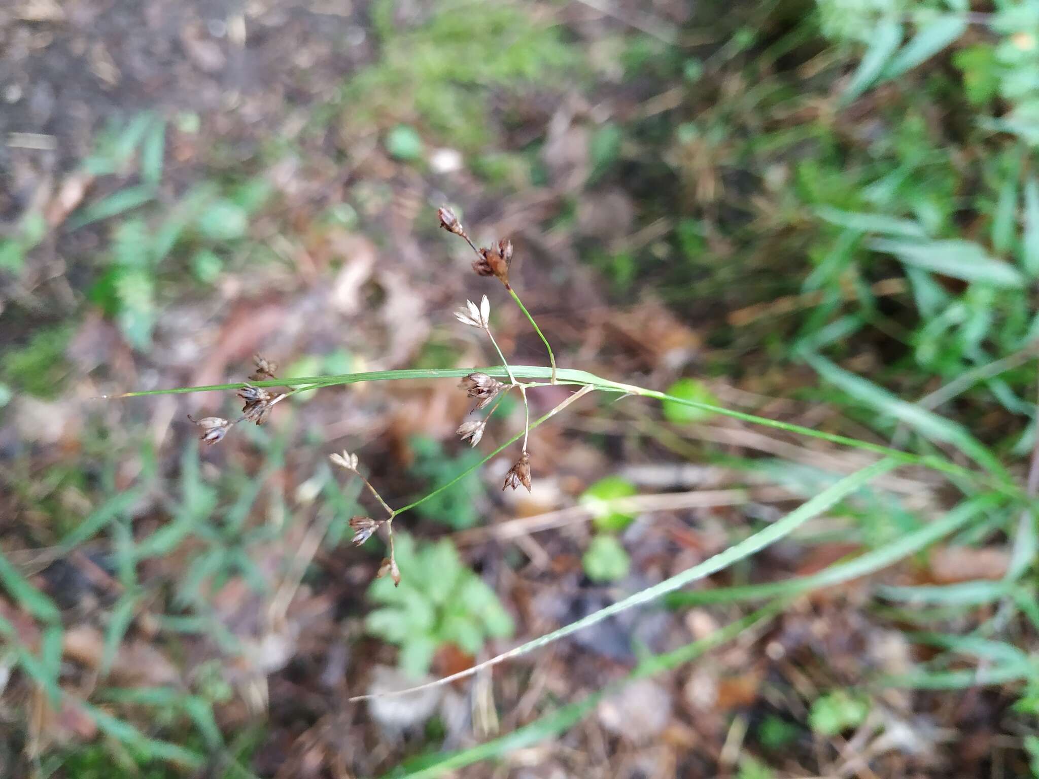 Image of oakforest woodrush