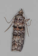 Image of Zimmerman Pine Moth