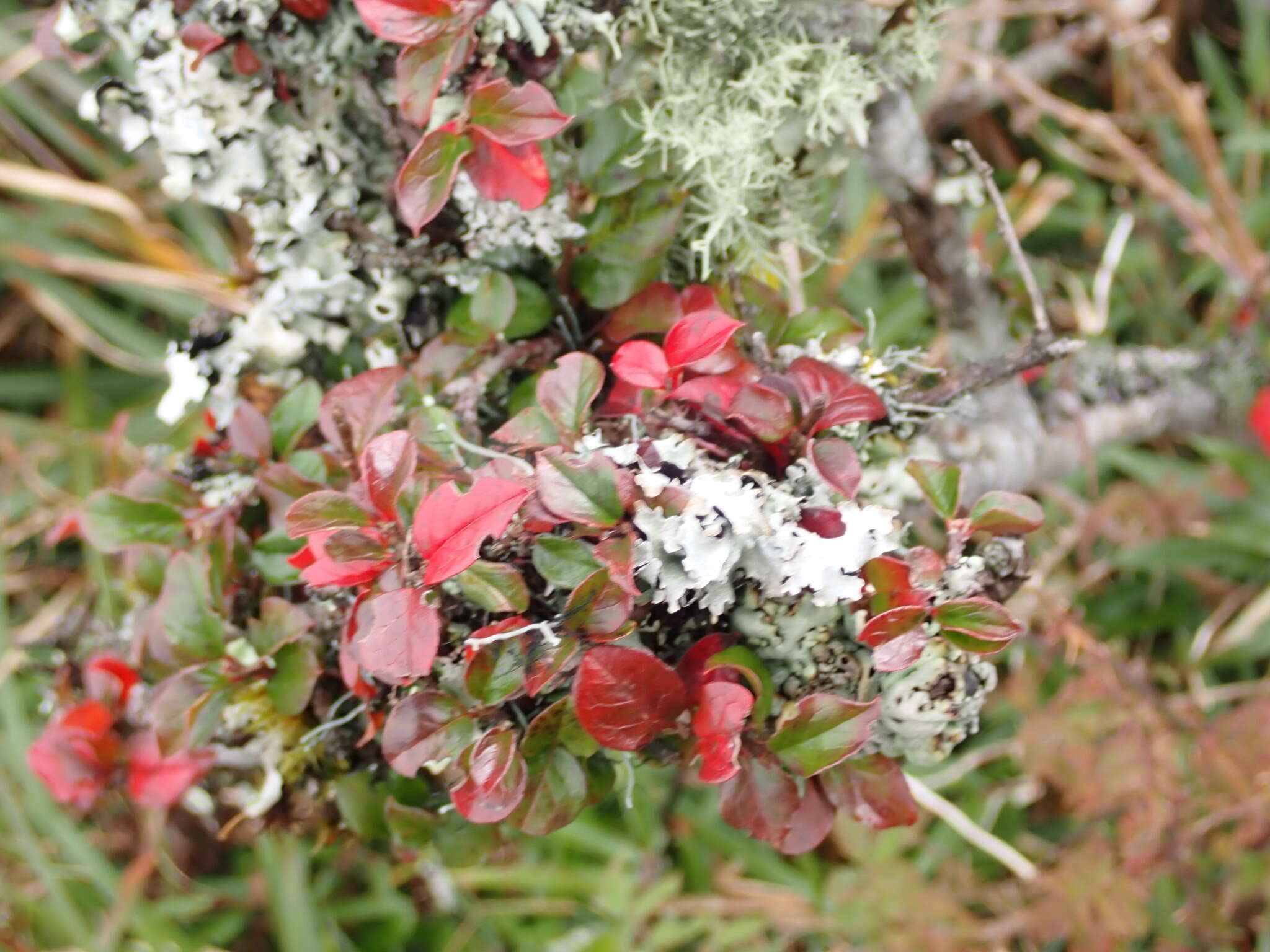 صورة Cotoneaster apiculatus Rehd. & E. H. Wilson